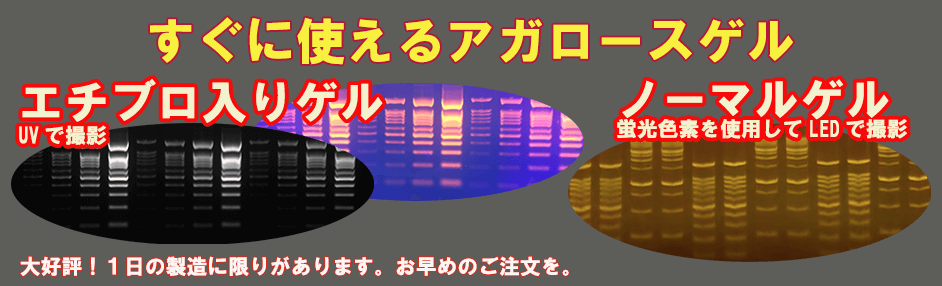 すぐに使えるアガロースゲル エチブロ入りゲル ノーマルゲル 大好評！1日の製造に限りがあります。お早めにご注文を。