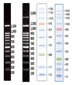 AccuRuler DNA スタンダード